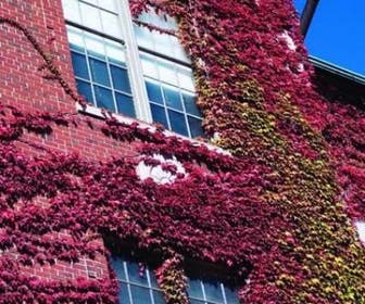 Wilde wingerd (Parthenocissus tricuspidata 'Veitch Boskoop')