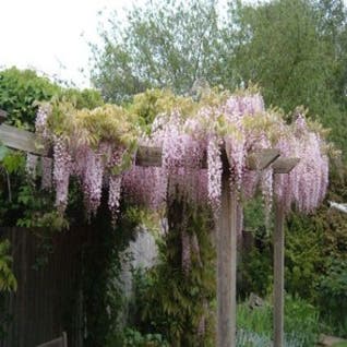 Blauwe regen (Wisteria floribunda 'Rosea')