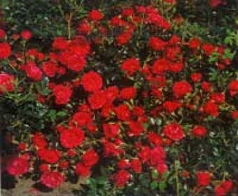 Heesterroos (Rosa  - rood)