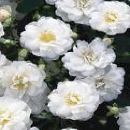 Heesterroos (Rosa - wit)