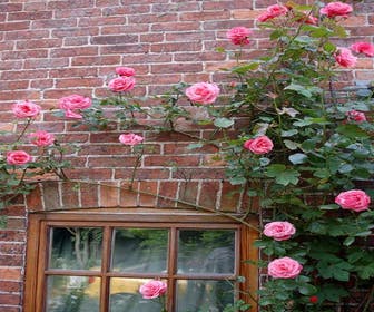 Klimroos (Rosa 'Pink Perpetue')