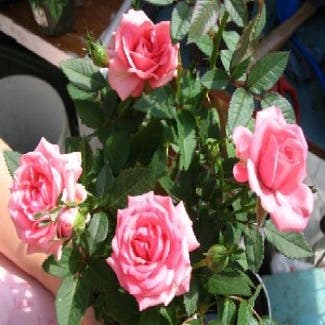 Miniatuurroos (Rosa (mini) - rose)