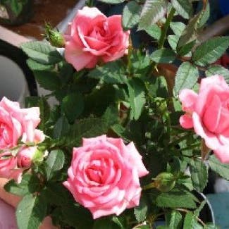 Miniatuurroos (Rosa (mini) - rose)