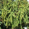Zuurbes (Berberis verruculosa)