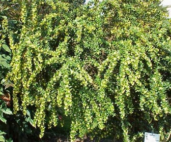 Zuurbes (Berberis verruculosa)