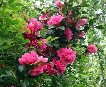 Camelia (Camellia, rose)