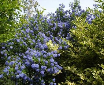 Amerikaanse sering (Ceanothus burkwoodii)