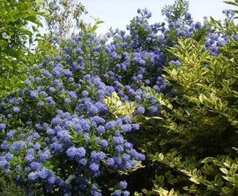 Amerikaanse sering (Ceanothus burkwoodii)