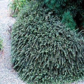 Dwergmispel (Cotoneaster adpressus)