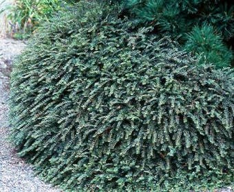 Dwergmispel (Cotoneaster adpressus)