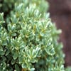 Veronica (Hebe pinguifolia 'Pagei')
