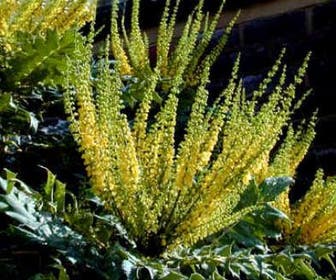 Mahoniestruik (Mahonia media 'Charity')