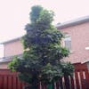 Noorse Esdoorn (Acer platanoides 'Columnare')
