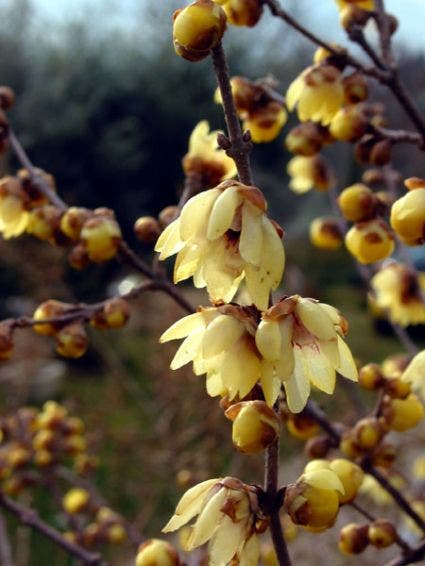 Chimonanthus praecox
