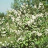 Bruidsbloem (Deutzia magnifica)