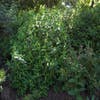 Diervilla sessilifolia (Diervilla sessilifolia 'Butterfly')