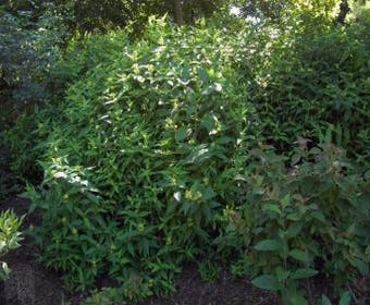 Diervilla sessilifolia (Diervilla sessilifolia 'Butterfly')