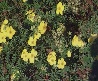Ganzerik (Potentilla fruticosa 'Tangerine')