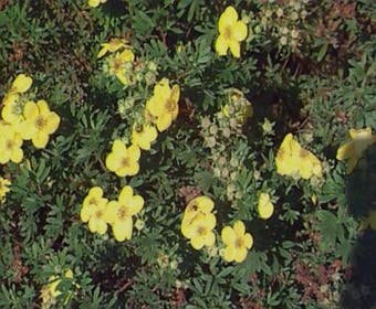 Ganzerik (Potentilla fruticosa 'Tangerine')