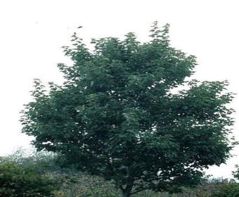 esdoorn (Acer rubrum 'Morgan')