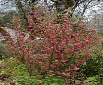 Ribes (Ribes sanguineum 'Pulborough Scarlet')