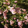 Sneeuwbes (Symphoricarpos doorenbosii 'Magic Berry')