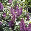 Sering (Syringa vulgaris 'Mrs. Edward Harding')