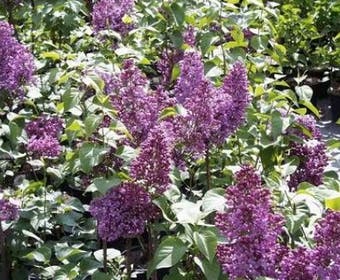 Sering (Syringa vulgaris 'Mrs. Edward Harding')