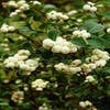 Sneeuwbes (Symphoricarpos doorenbosii 'White Hedge')
