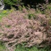 Tamarisk (Tamarix parviflora)