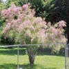 Tamarisk (Tamarix ramosissima)