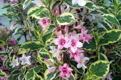 Weigela