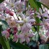 Bosrank, groenblijvend (Clematis armandii 'Apple Blossom')