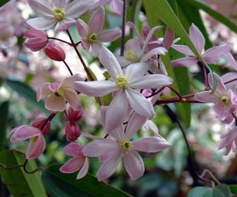 Bosrank, groenblijvend (Clematis armandii 'Apple Blossom')