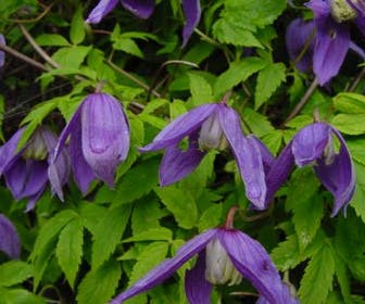 Bosrank (Clematis 'Pamela Jackman')