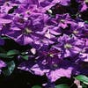 Bosrank (Clematis 'Perle d'azur')
