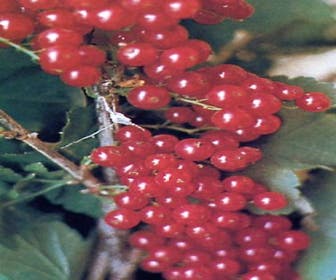 Aalbes (Ribes Rubrum)