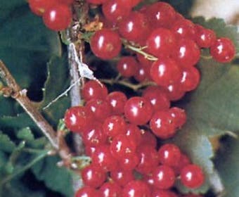 Aalbes (Ribes Rubrum)