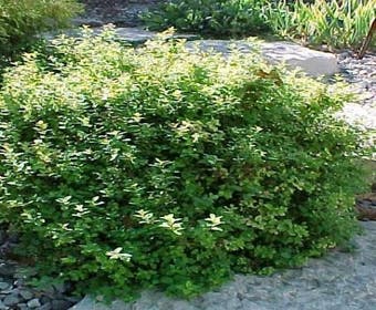 Spierstruik (Spiraea japonica ´Nana´)