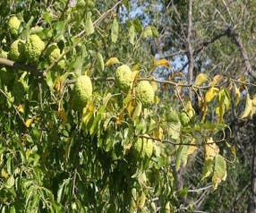 osagedoorn (Maclura promifera)