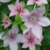 Bosrank (Clematis 'John Paul II')