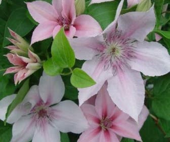 Bosrank (Clematis 'John Paul II')