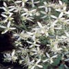 Bosrank (Clematis terniflora)