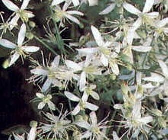 Bosrank (Clematis terniflora)