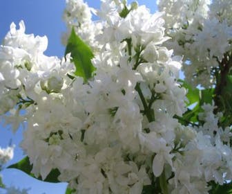 Sering (Syringa vulgaris 'Mme Lemoine')
