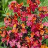 Muurbloem (Erysimum 'Constant Cheer') Bio
