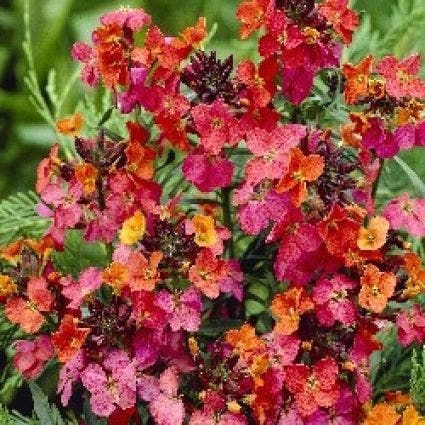 Muurbloem (Erysimum 'Constant Cheer') Bio