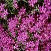 Kruipphlox (Phlox subulata 'Atropurpurea')
