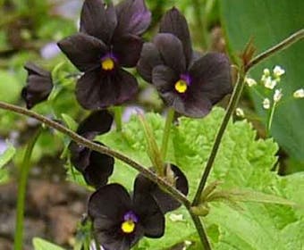 Hoornviooltje (Viola 'Molly Sanderson')