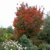 Japanse sierkers (Prunus sargentii)
